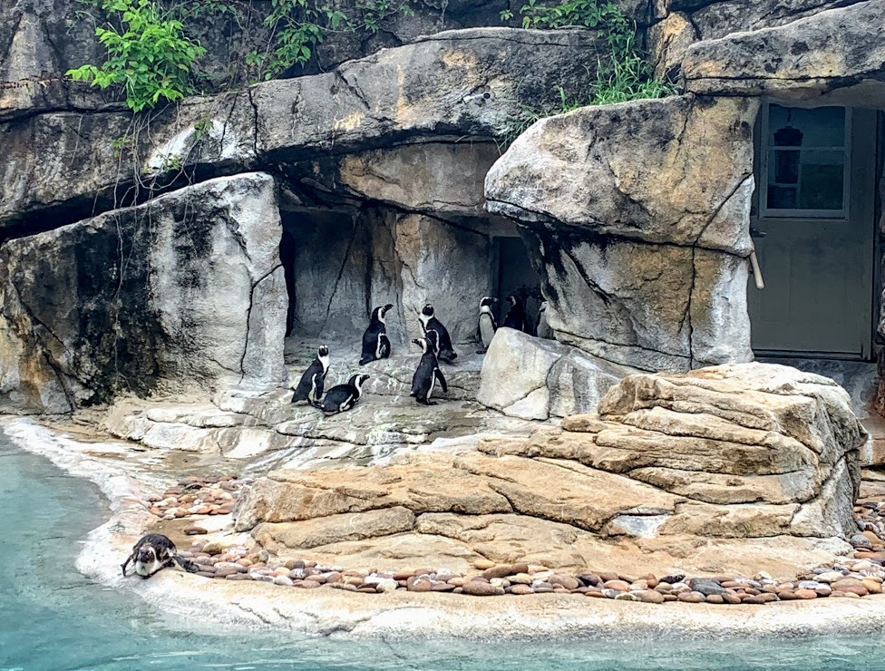 Penguins at the Henry Vilas Zoo