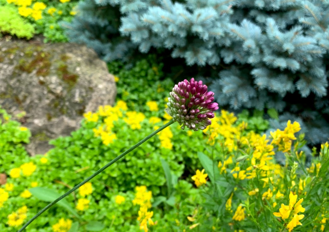 Flowers at Olbrich Botanical Gardens